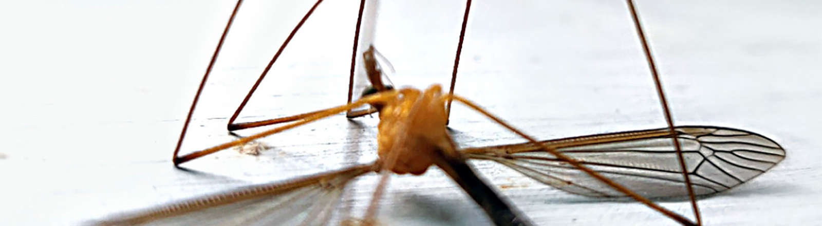 TIMELESS TWIRL, Beige - Charisandcale